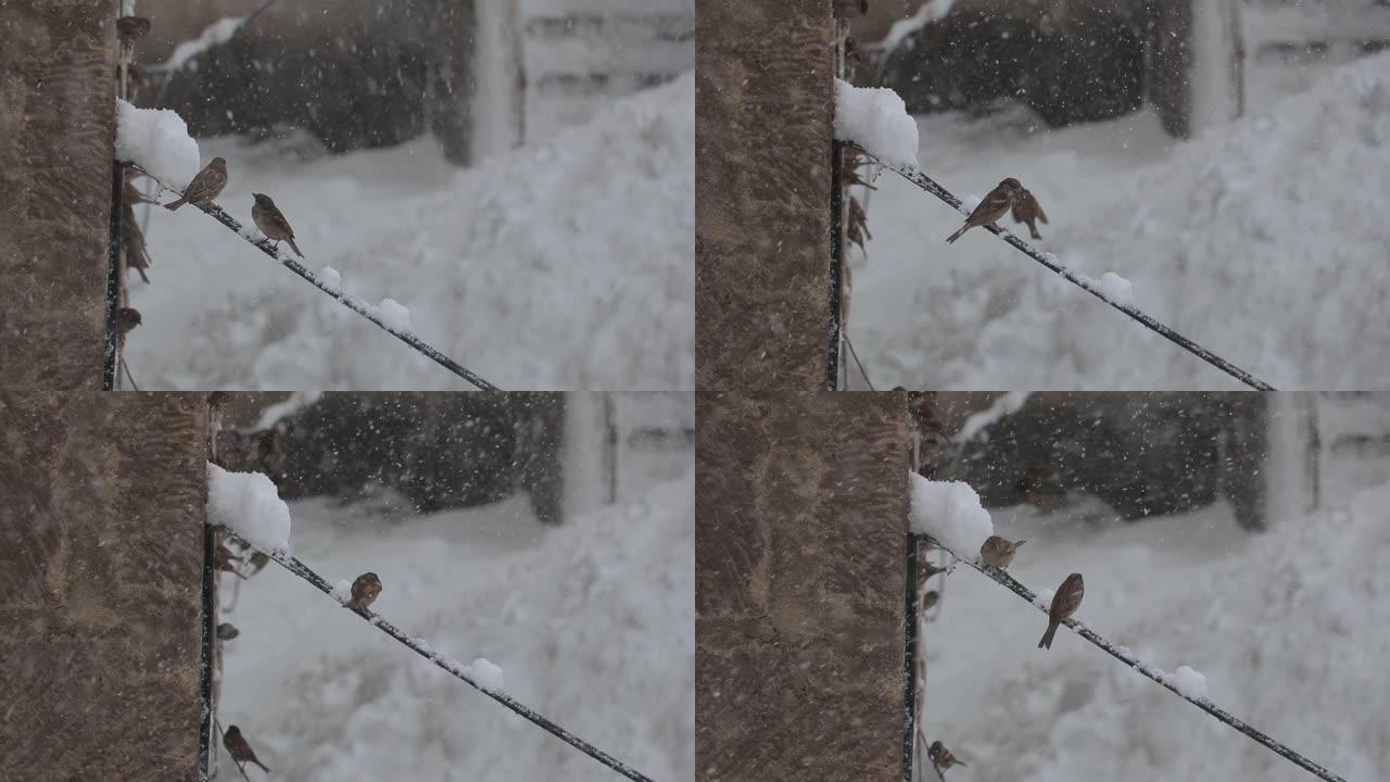 下雪时鸟会飞积雪大雪飘絮