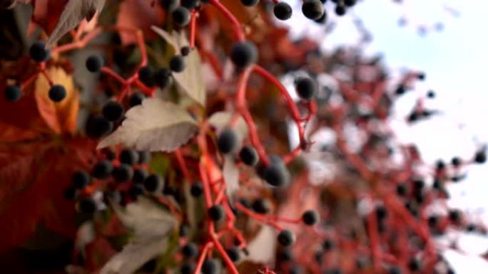 秋天的红叶和黑色浆果