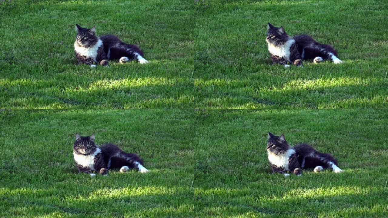 灰猫在草地上休息和翻筋斗。4K。