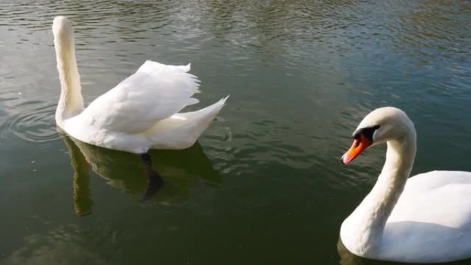 两只白天鹅在水面上。