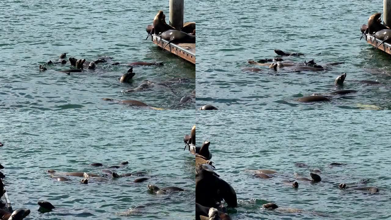 海豹在码头的码头上游泳和拖拉