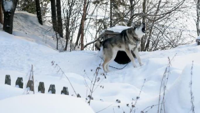 西西伯利亚莱卡。两只猎狗坐在狗屋附近的链子上，吠叫。俄罗斯。4K
