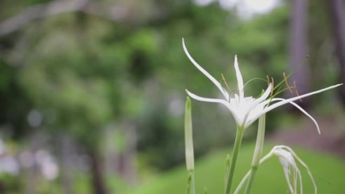 澳大利亚汉密尔顿岛的白色hymenocallis littoralis蜘蛛百合花