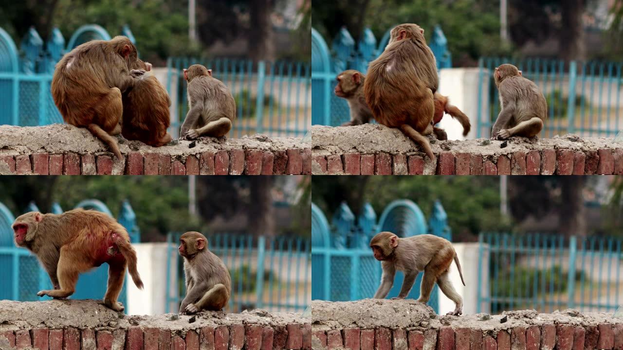 令人沮丧的猴子令人沮丧的猴子
