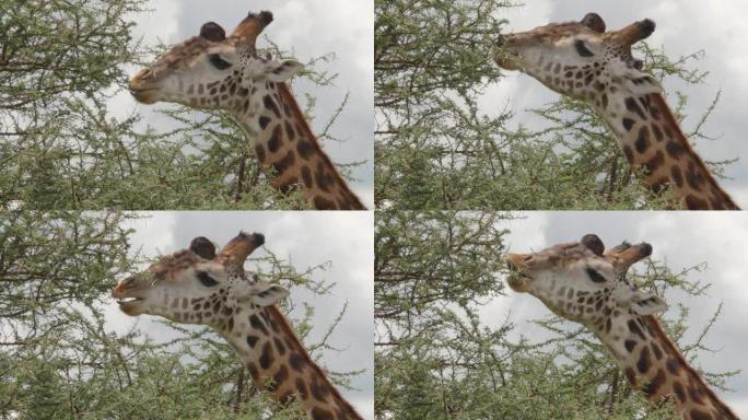 长颈鹿进食和放牧的特写