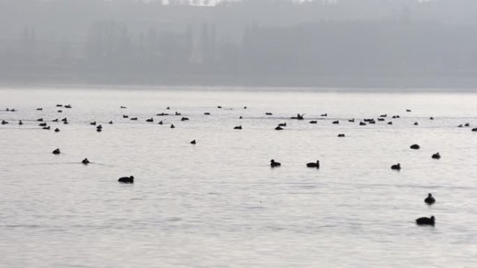 湖上大量野鸭湖面湖泊鸭子