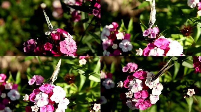 白色蝴蝶在白色和粉红色的康乃馨花朵上收集花蜜特写