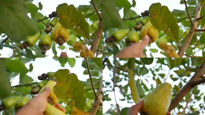 手工收获树上生长的成熟黄色腰果果实