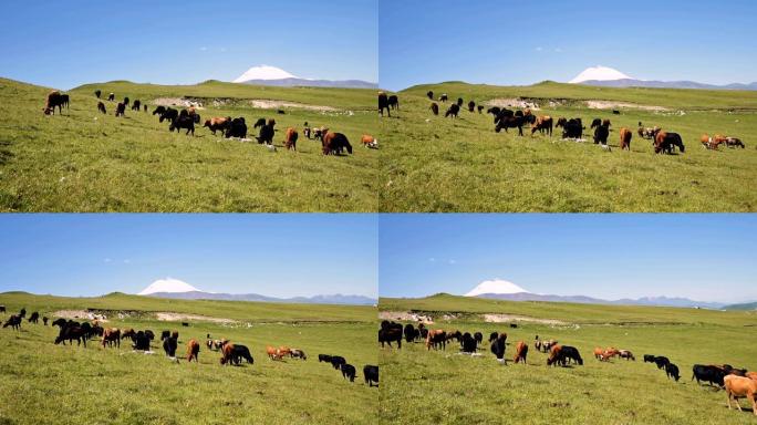 在阳光明媚的夏日，牛在北高加索因纳尔高原脚下的高山绿色悬崖上吃草。在自然景观上耕种和放牧牛的概念。黑