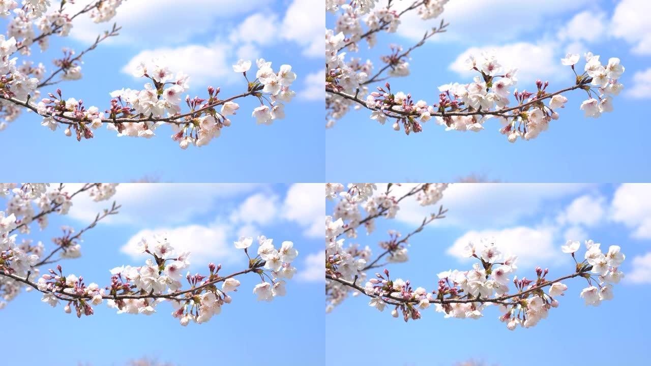 樱桃壁橱的风景视频素材环境景色风光花草