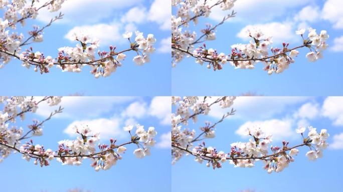 樱桃壁橱的风景视频素材环境景色风光花草