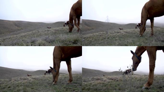 雾中秋天的山丘全景，马匹在上面放牧。