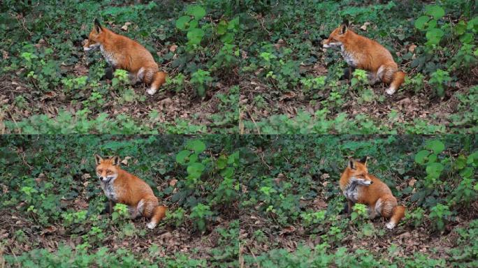 爱尔兰一只雌性狐狸坐在林地里打哈欠