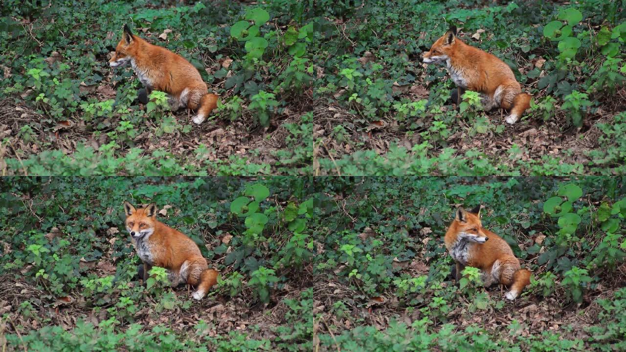 爱尔兰一只雌性狐狸坐在林地里打哈欠