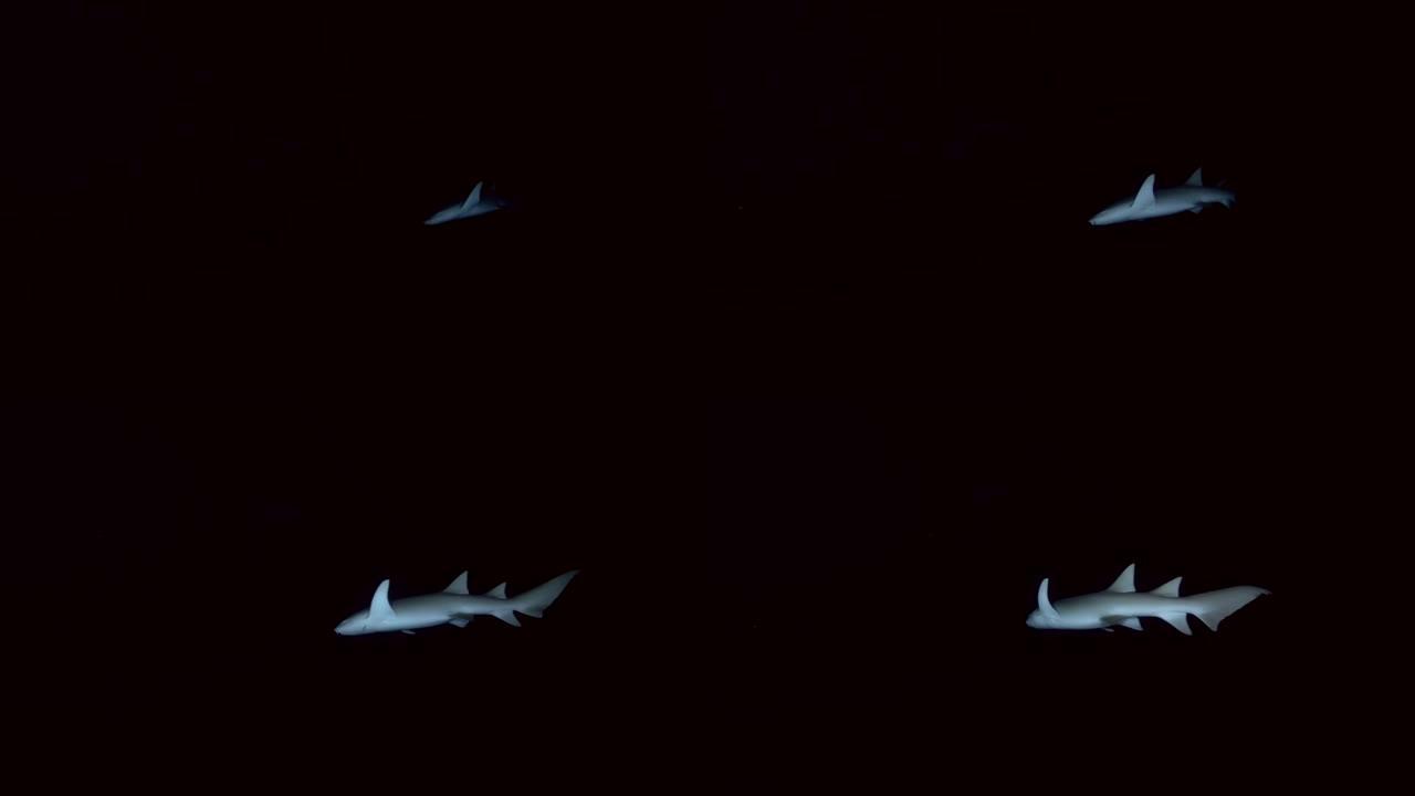 护士鲨鱼从黑暗中慢慢出现，夜间潜水。黄褐色护士鲨，Nebrius ferrugineus，印度洋，马