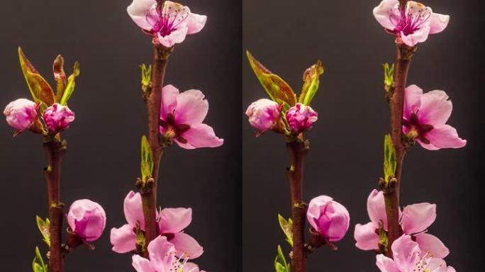 桃花盛开的垂直格式延时4k视频。春天的樱桃花视频。适用于手机和社交媒体的9:16垂直格式。