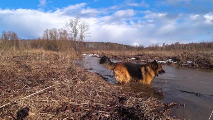 德国牧羊犬家庭成员宠物下水溪流