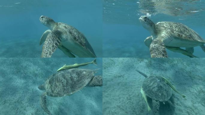 绿海龟与Remorafish慢慢从底部游到水面，呼吸并潜水到底部，背景是蓝色的水。特写，4K/50f