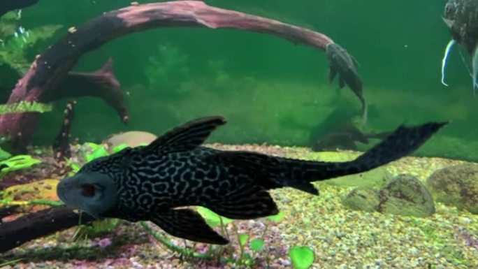 水族馆里的翼龙一群鱼实拍海底生物