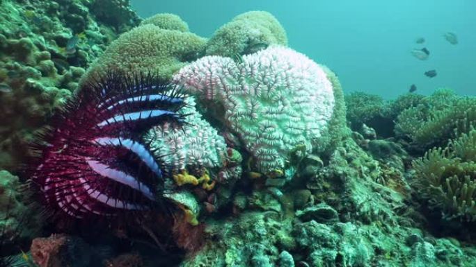 荆棘冠海星 (Acanthaster planci) 导致水下泡沫海葵珊瑚上的珊瑚漂白