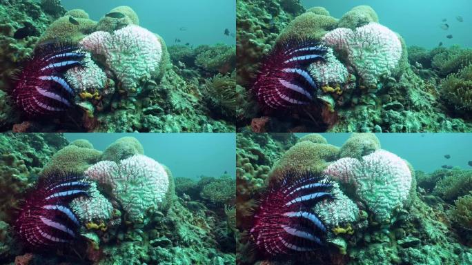 荆棘冠海星 (Acanthaster planci) 导致水下泡沫海葵珊瑚上的珊瑚漂白