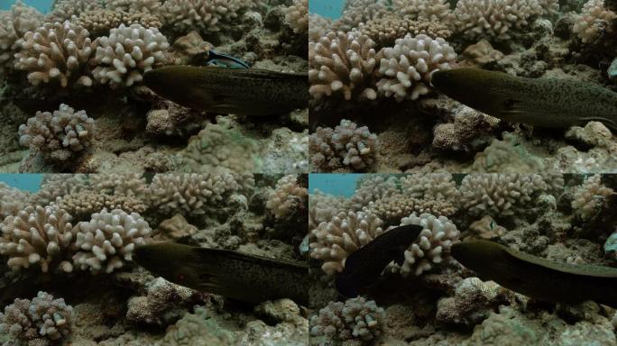 黄缘海鳗在太平洋的珊瑚礁之间游弋。水下生活与美丽的海鳗在海洋。珊瑚礁中的热带鱼。潜水在清澈的水-近距