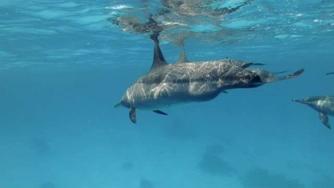 一小群怀孕的雌性海豚在蓝色水面下缓慢游泳。旋转海豚 (Stenella longirostris)，