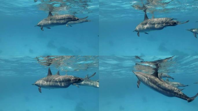 一小群怀孕的雌性海豚在蓝色水面下缓慢游泳。旋转海豚 (Stenella longirostris)，