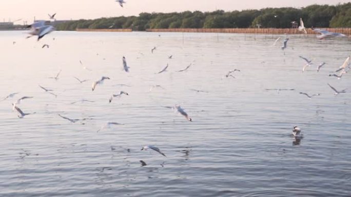 成群的海鸥在港口飞来飞去。试图找到食物。慢动作。大自然的感觉。