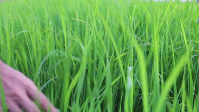 农用手温柔地抚摸着稻田里的一株幼稻。慢镜头