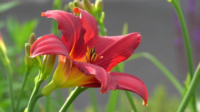 黄花菜 (Hemerocallis)