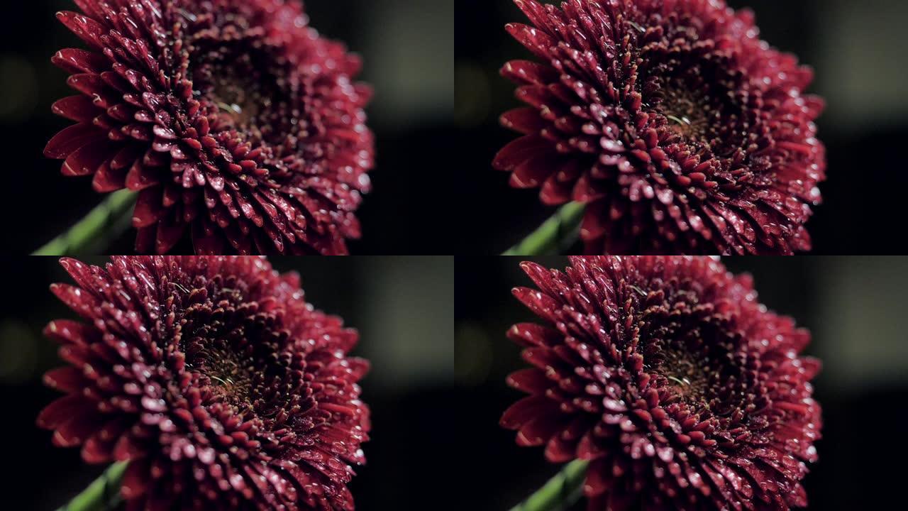 用水滴覆盖的新鲜植物花瓣层的特写