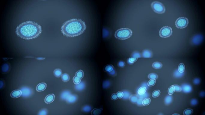 细菌细胞分裂-有丝分裂和繁殖概念。3D渲染动画。