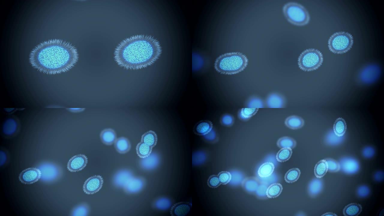 细菌细胞分裂-有丝分裂和繁殖概念。3D渲染动画。