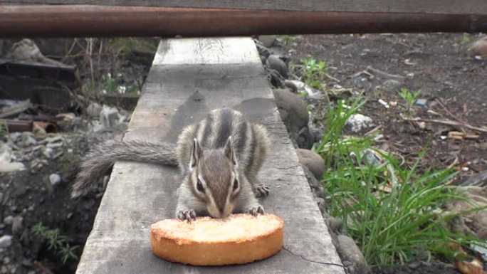 咀嚼干面包的花栗鼠