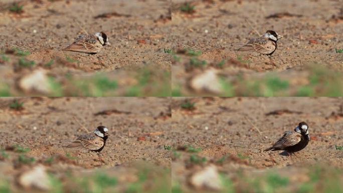 黑冠麻雀-百灵鸟-Eremopterix nigriceps在Boa Vista的沙漠中寻找食物。佛
