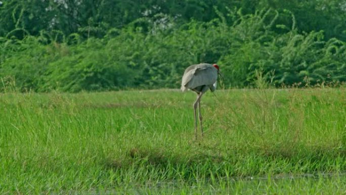 Sarus crane