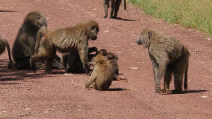 猴子在恩戈罗恩戈罗火山口四处走动