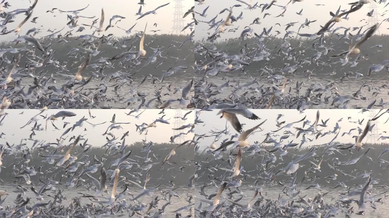 候鸟在湖上群飞迁徙