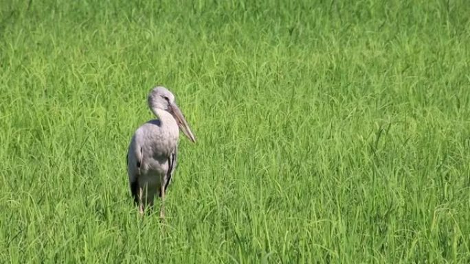 开比尔一只在绿色稻田里觅食的鸟。