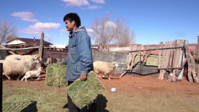 一个纳瓦霍人十几岁的男孩带着干草喂养羊群和羔羊