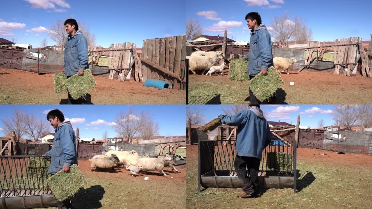 一个纳瓦霍人十几岁的男孩带着干草喂养羊群和羔羊