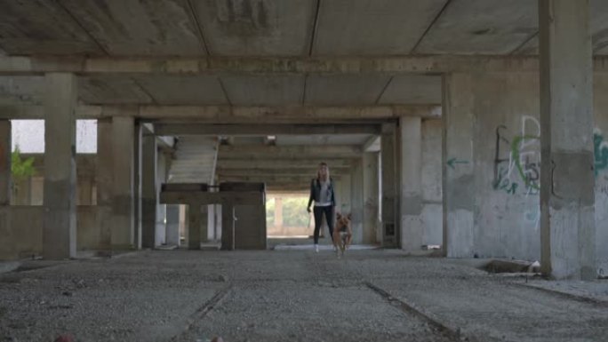一个年轻的金发女郎正在一座废弃的建筑里训练一只美国斯塔福德郡梗狗。女孩训练狗。