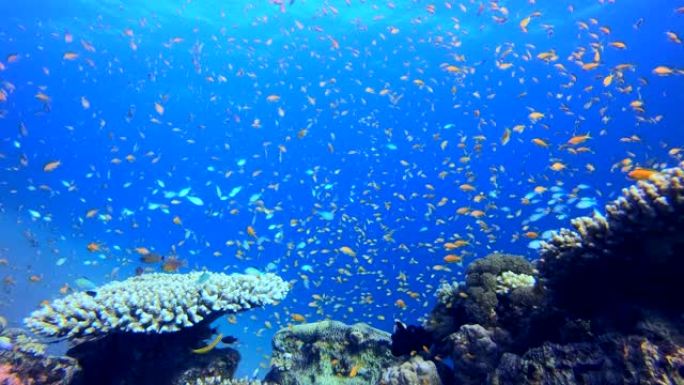 水下珊瑚礁热带鱼群海洋大海野生动物
