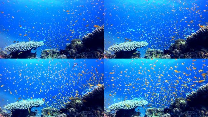 水下珊瑚礁热带鱼群海洋大海野生动物