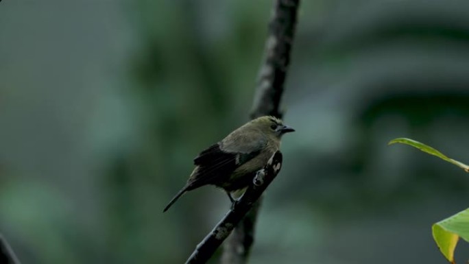 哥斯达黎加的棕榈塔纳格: 喂鸟器系列