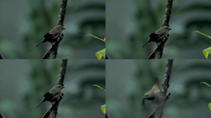 哥斯达黎加的棕榈塔纳格: 喂鸟器系列