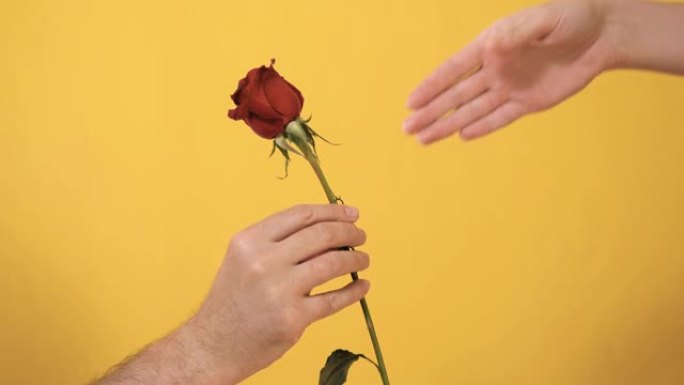 男手从膝盖通过红玫瑰的花来女手在黄色背景上.情人节，2月14日，生日，周年纪念日，第一次约会概念。慢