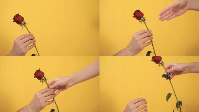 男手从膝盖通过红玫瑰的花来女手在黄色背景上.情人节，2月14日，生日，周年纪念日，第一次约会概念。慢