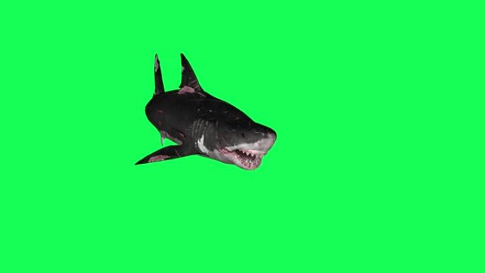 鲨鱼在一个圆圈绿色屏幕前游泳-3D渲染动画